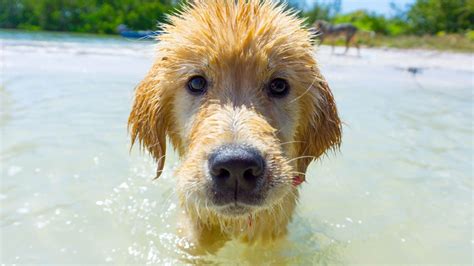 Golden retriever puppy swimming | Golden retriever, Golden retriever puppy, Cute animals