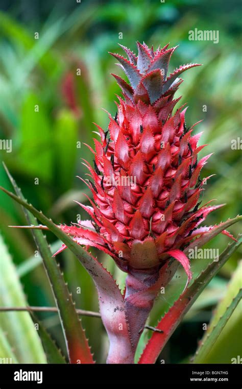 Pineapple plant flower (Ananas comosus), Costa Rica Stock Photo - Alamy