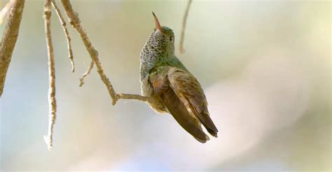 Altitudes and Plumage: The Enchanting Journey of Berylline Hummingbirds ...