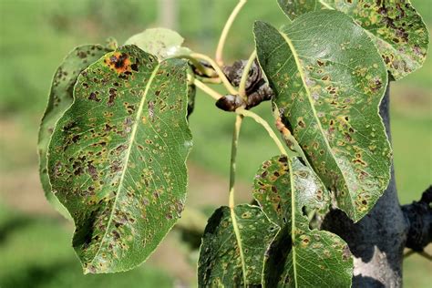 Problem Solving; Pear Leaf Blister Mite - BBC Gardeners World Magazine