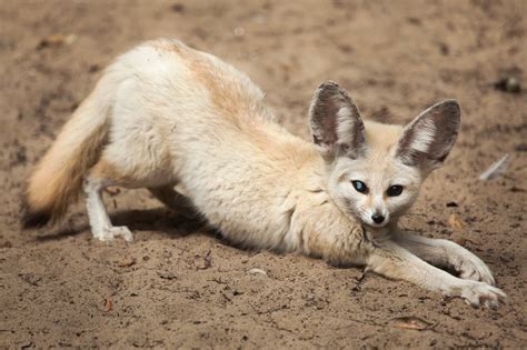 What Does Fennec Fox Eat: The Fennec Fox Diet