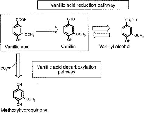 Different pathways of vanillic acid metabolism by Pycnoporus... | Download Scientific Diagram