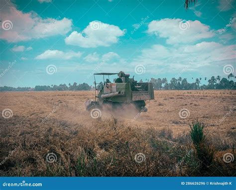 Paddy Harvesting Using the Machine in the Paddy Field Stock Photo ...