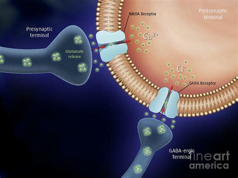 Synapse Neurotransmitters Photograph by Maurizio De Angelis/science Photo Library - Fine Art America