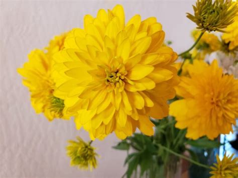 Golden Glow, a fantastic, perennial, easy to grow cutting flower