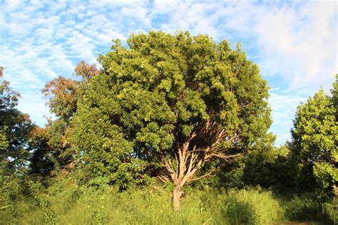 Swietenia mahagoni tree | Called Cuban mahogany, Caribbean m… | Flickr