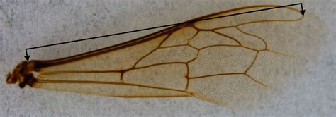 Wing length analysis. Fore wing image cropped and annotated to show ...