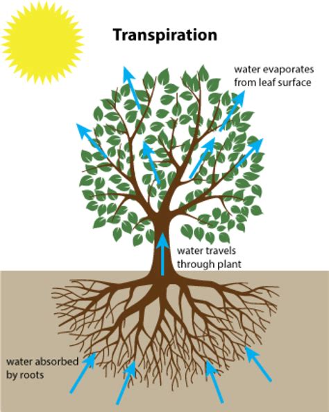 Transpiration Diagram