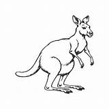 Premium Vector  Kangaroo coloring Pages Animal outline For sketch template