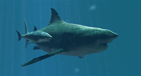 CARCHARODON MEGALODON SIGHTINGS Coelacanth... - Cryptid Chronicles