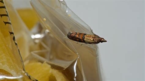 How to Get Rid of Pantry Moths: Kitchen Pest Control Made Easy | realtor.com®