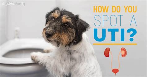 The Dreaded Dog UTI: 3 Early Signs Your Dog May Have One