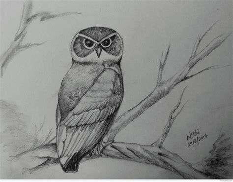 Pencil Sketch of Owl - Desi Painters