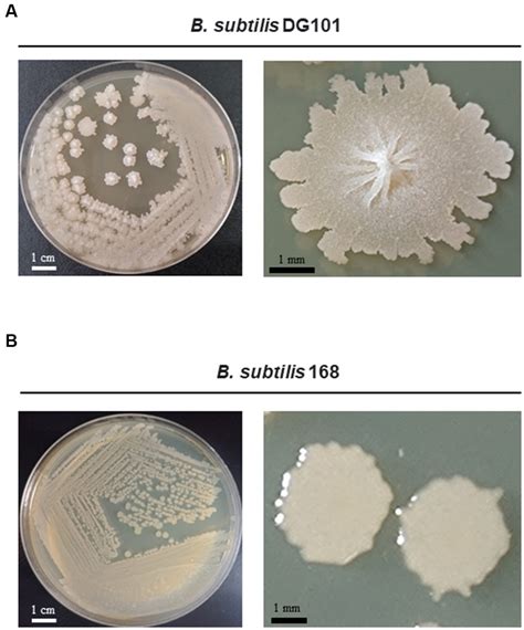 Frontiers | Probiotic properties of Bacillus subtilis DG101 isolated from the traditional ...