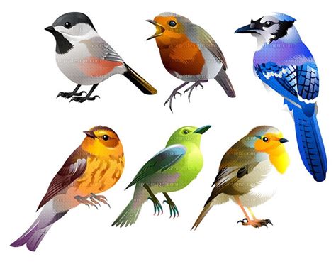 Birds vector illustration | Scorpy Design