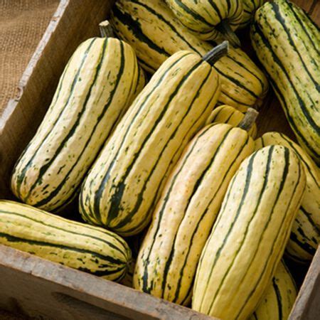 Delicata, Squash Seeds | Urban Farmer