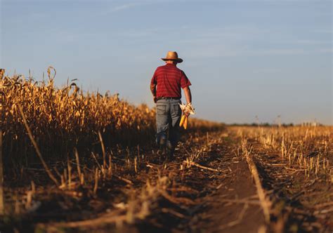 Delayed spring planting hampers US feed crop harvest