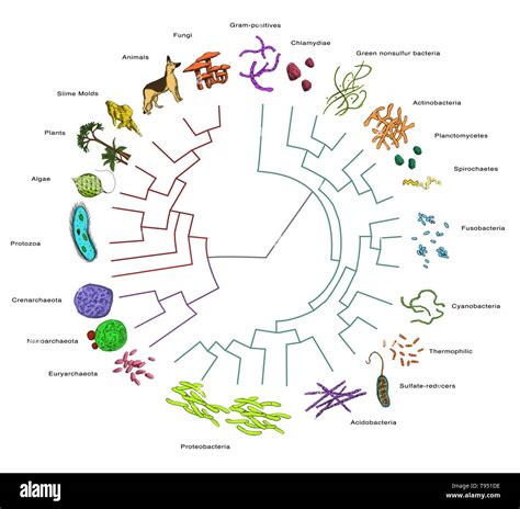 Phylogenetic (or evolutionary) tree, showing evolutionary relationships among various species ...