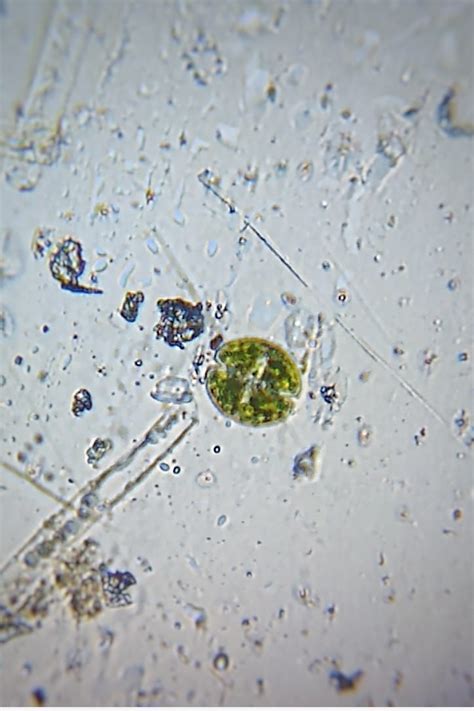 Cosmarium : A green Algae Viewed under... - Paper Microscope | Facebook