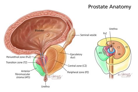 The Prostate Gland - Medika Life :: Understanding Human Anatomy