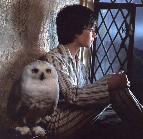 Hedwig - Harry Potter