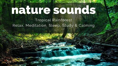 Relaxing Tropical Rainforest Nature Sounds with Singing Birds Ambience - Sleep, Calming, Yoga ...