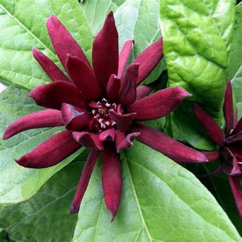 Calycanthus Floridus Carolina Allspice - Clarenbridge Garden Centre