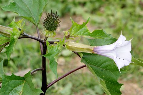 Datura: A Highly Toxic Plant For Horses