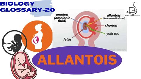 ALLANTOIS | EXTRA EMBRYONIC MEMBRANE | BIOLOGY GLOSSARY - YouTube