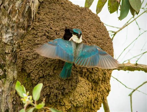 Exploring the Mystique of the Sacred Kingfisher: Characteristics, Breeding, and More! - The ...