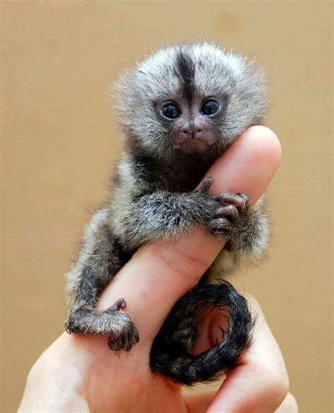 Finger Monkey | So Little, So Cute, Pygmy Marmoset! Also Known As Finger Monkey. | Cute baby ...