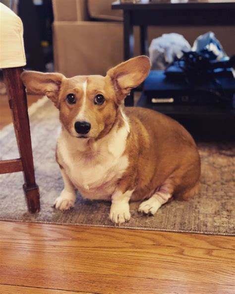 Meet Wrigley! Corgi/dachshund mix and the best girl! : r/Incorgnito