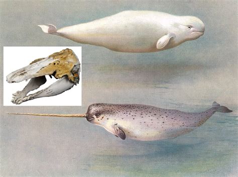 Beluga and Narwhal Bridged the Evolutionary Chasm and Crossed Together ...