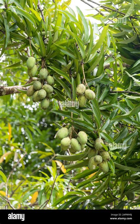 Mango tree with fruits on small village in the Amazon Rainforest ...