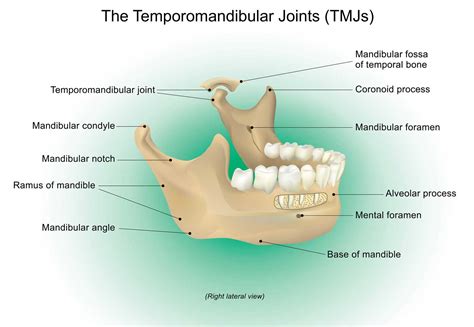 Temporomandibular Joint Muscles