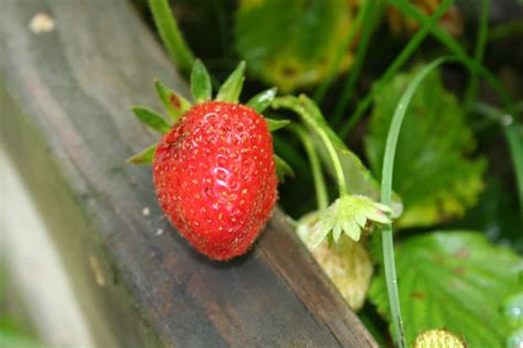 Tucking Your Strawberry Plants in for the Winter