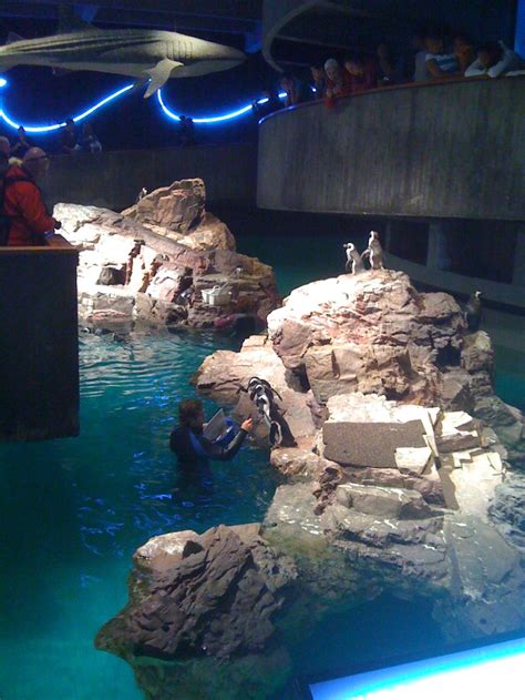 Boston Penguin Exhibit | Pingüinos