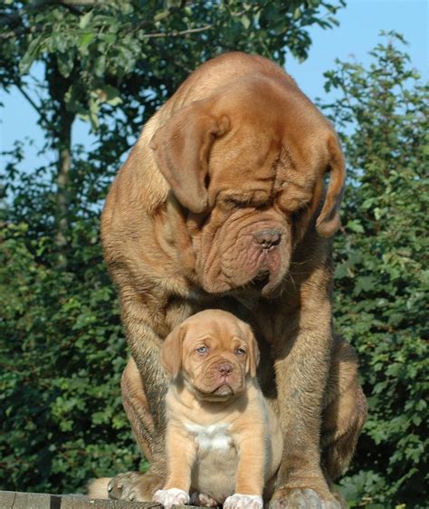 Discover The Mastiff Dogs Exercise Needs #mastiffdeperu #mastiffshirts ...