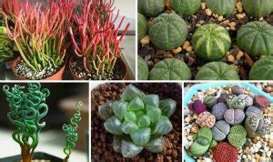 10 Weird But Fantastic Houseplants You Didn’t Know You Needed