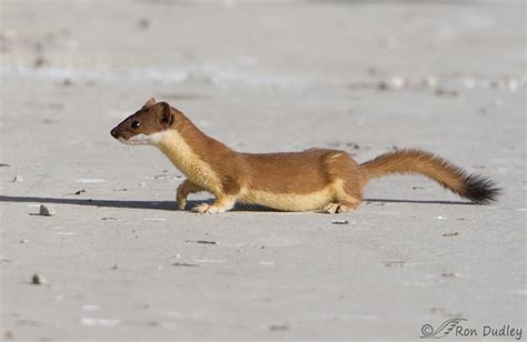 Least Weasel In Utah? Could It Be? – Feathered Photography