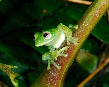 Habitat - Unique and unusual: Glass frogs