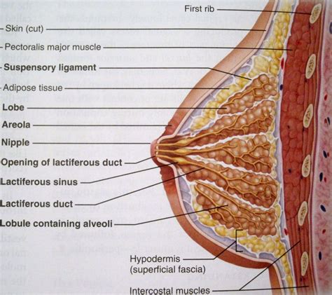 Mammary gland anatomy sectional view - www.anatomynote.com | Mammary gland, Gland, Nursing notes