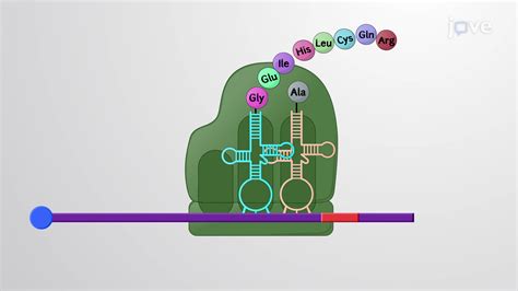 Termination of Translation and Peptide Exit Tunnel - Concept | Molecular Biology | JoVe