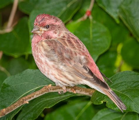 Male Purple Finch | Male Purple Finch, in my yard in Chester… | Flickr