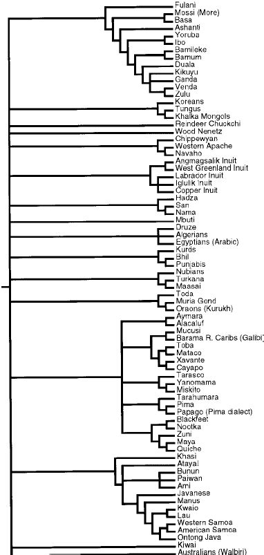 Language tree adapted from Ruhlen (1991), assuming a single origin of... | Download Scientific ...