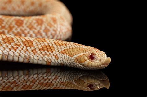 Western Hognose Snake: Care Guide Checklist for Beginners