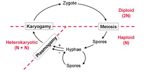 29+ Fungus Life Cycle Diagram - LauriReynelle