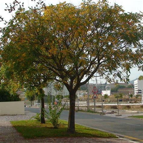 Golden Rain Tree | Star Nursery Garden and Rock Centers