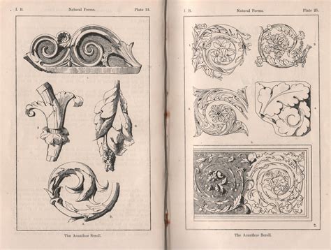 surface fragments: How to draw the Acanthus, Part I