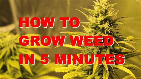 How to Grow Marijuana in 5 minutes | thcscout.com